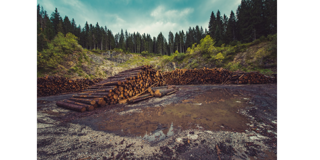Copertina Il Futuro dell'Infrastruttura Verde: Perché Investire nel Legno Sostenibile è la Scelta del Decennio
